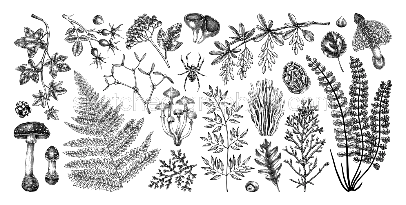 Autumn design elements in sketched style. Botanical drawings of fall leaves, ferns, berries, and mushrooms. Vintage forest, fall plants hand-drawn illustrations. Woodland sketches  Illustration